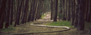 Un jeune paradoxe : la Belle au bois dormant