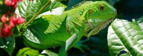 Vers une philosophie écocritique : le récit de L’Iguane comme espace de contaminations