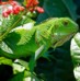 Vers une philosophie écocritique : le récit de L’Iguane comme espace de contaminations