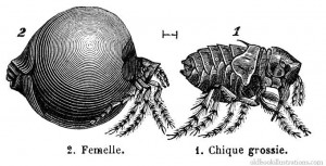 chigoe-flea
