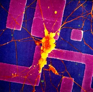  Neurone sur microcircuit  crossbar