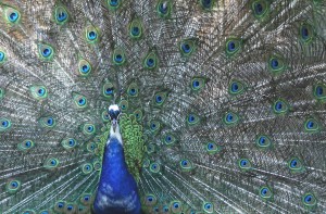 peacock-four-spot-feather-bird-50702